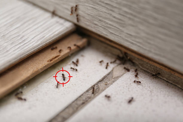 Best Exterminator Services  in Farmers Loop, AK