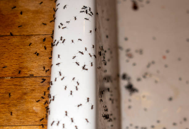 Best Pest Prevention Services  in Farmers Loop, AK