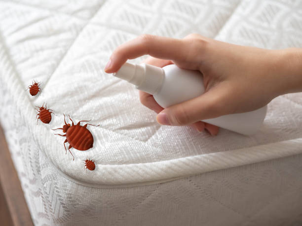 Best Spider Control Near Me  in Farmers Loop, AK