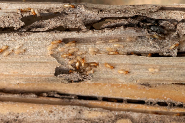 Best Best Pest Control Companies  in Farmers Loop, AK